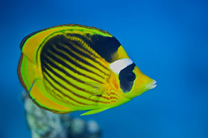 Falterfisch am Great Barrier Reef (Butterflyfish)