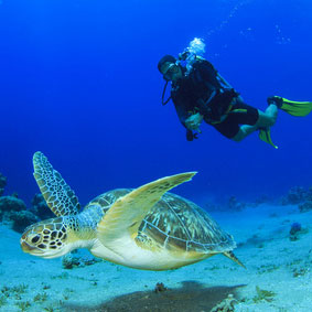 Schildkröte mit Taucher